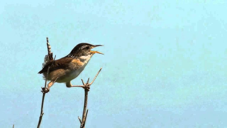 Sound of Birds