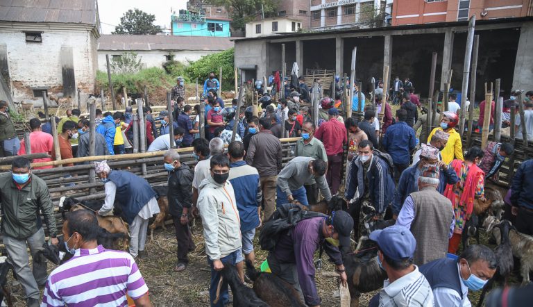 काठमाडौं उपत्यकामा दशैंका लागि खसीबोका आजबाट सहुलियतमा बिक्री हुने