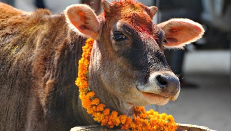 आज गाई तिहार गाईको पुजाआजाका साथै मिठा खानेकुरा खान दिएर मनाइदै