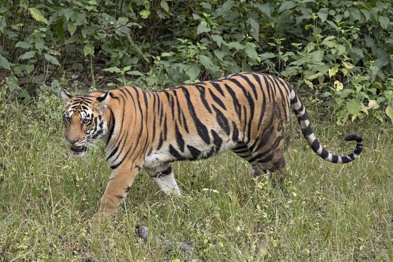 बाघको आक्रमणबाट एक जना बेपत्ता