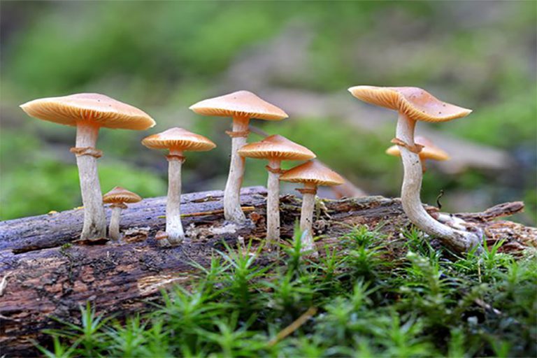 जङ्गली च्याउ खाँदा सङ्खुवासभामा ९ जना बिरामी