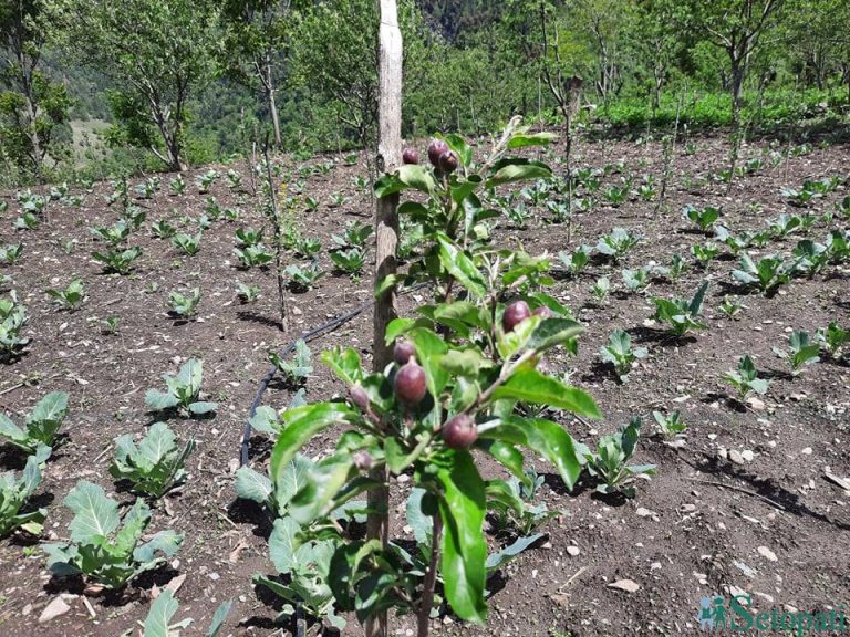 बाजुरामा फल्न थाल्यो टर्कीबाट ल्याइएको स्याउ