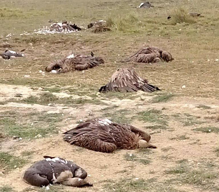 करेन्ट लागेर धमाधम मर्न थाले गिद्ध