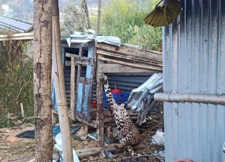 बिरालोलाई थापेको पासोमा चितुवा फसेपछि