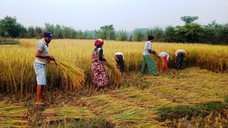 बर्दियाका किसानलाई धान भित्र्याउन चटारो