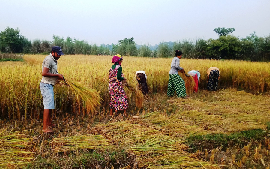बर्दियाका किसानलाई धान भित्र्याउन चटारो