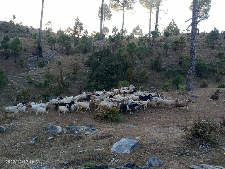 बझाङको पुँगरमै बाख्रा पालनबाट मनग्य आम्दानी