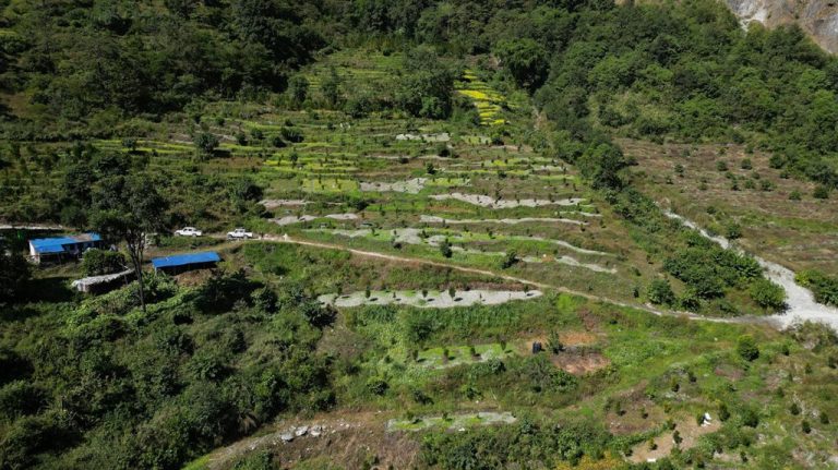 म्याग्दीमा झाडी फाँडेर सामूहिक सुन्तला खेती