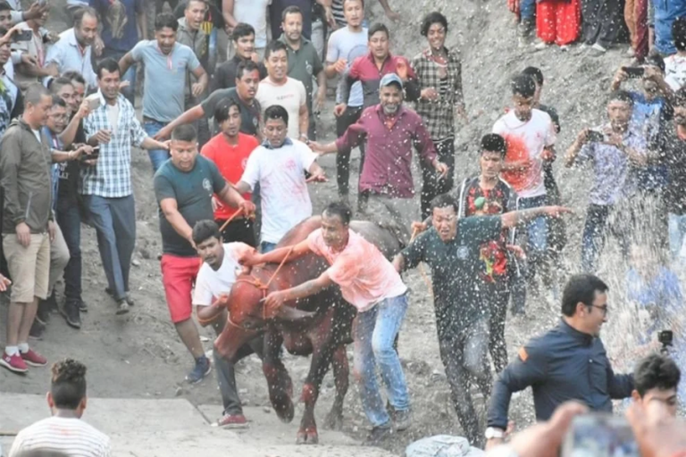 भक्तपुरको परम्परागत ऐतिहासिक तथा साँस्कृतिक खःमेय् व्वाकेगु (राँगो दौडाउने) जात्रा आज मनाइँदै