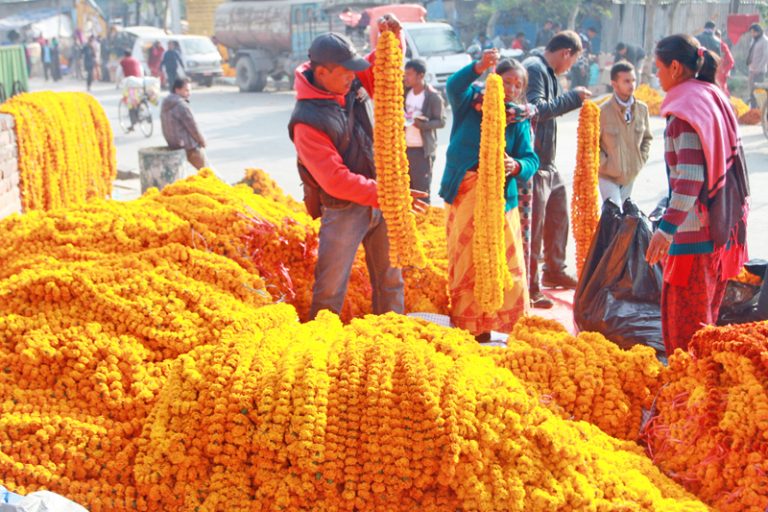 फूल बिक्री नहुँदा व्यावसायिकरूपमा फूलखेती गरिहेका किसान निराश