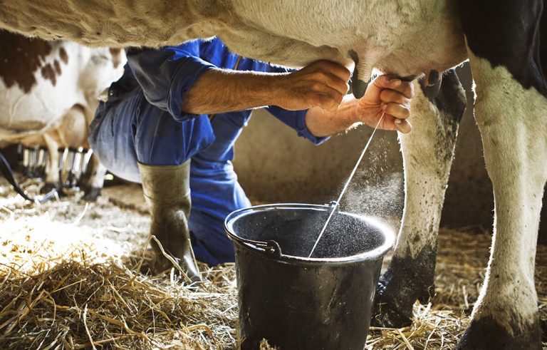 किसानले पाँच महिनादेखि दूध र दुग्धजन्य पदार्थको भुक्तानी नहुँदा समस्या भोग्नुपरेको गुनासो