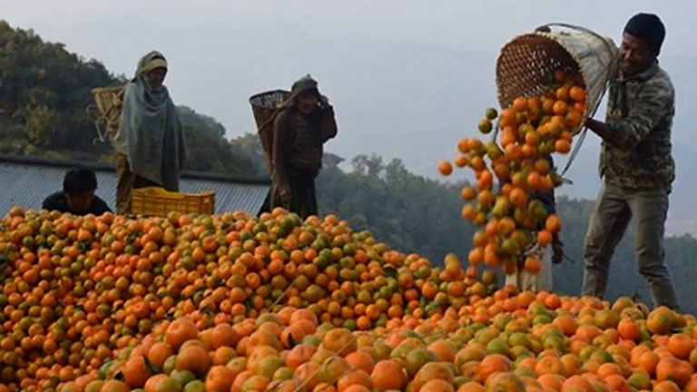 स्याङ्जाको भिरकोटमा ११ करोड बढीको सुन्तला बिक्री