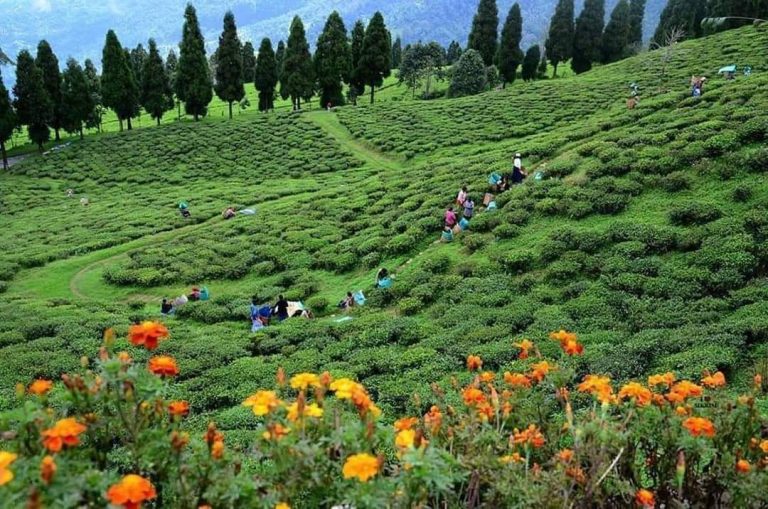 नेपालमा चियाखेतीको इतिहास