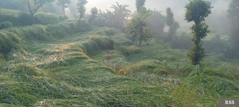 पर्वतका विभिन्न क्षेत्रमा असिनापानीका कारण पाक्ने बेलाको धानमा नोक्सानी