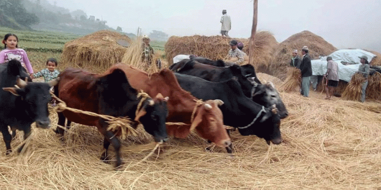 पोखरामा आजदेखि दाइँ महोत्सव हुने