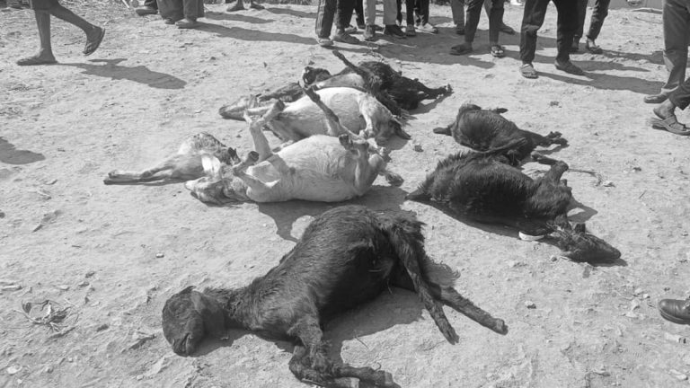 सल्यानमा चरनका लागि वन जंगलमा छोडेका आठ खसी बाख्रा मरेको अवस्थामा फेला