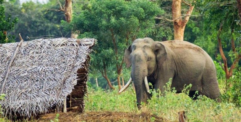 जंगली हात्तीको आक्रमणबाट चितवनमा एक जनाको मृत्यु